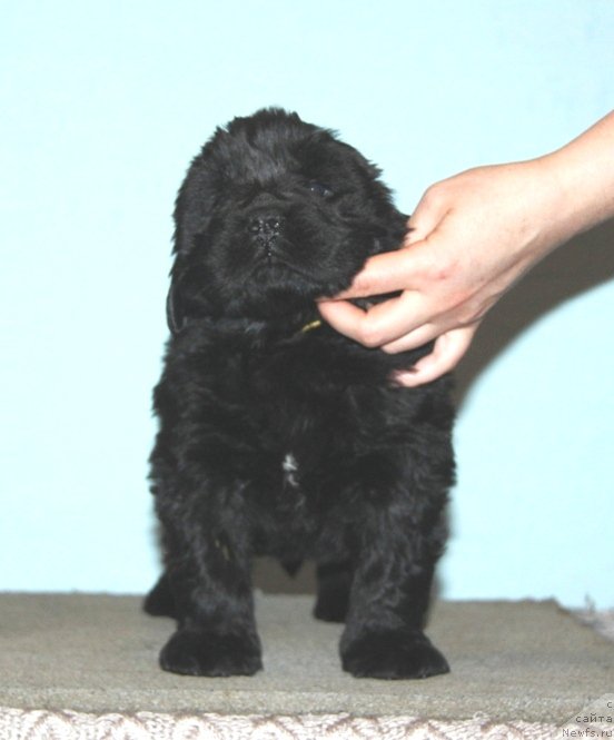 Фото: Акватория Келвин Баккара