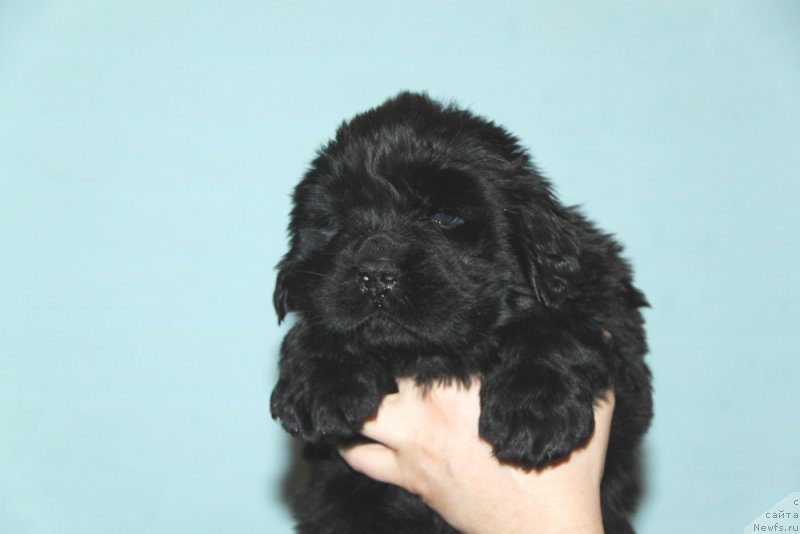 Фото: Акватория Келвин Баккара