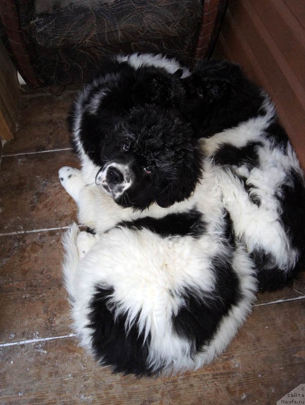 Фото: ньюфаундленд Супер Бизон Мурсиелага