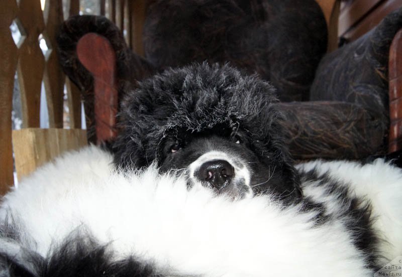 Фото: ньюфаундленд Супер Бизон Мурсиелага