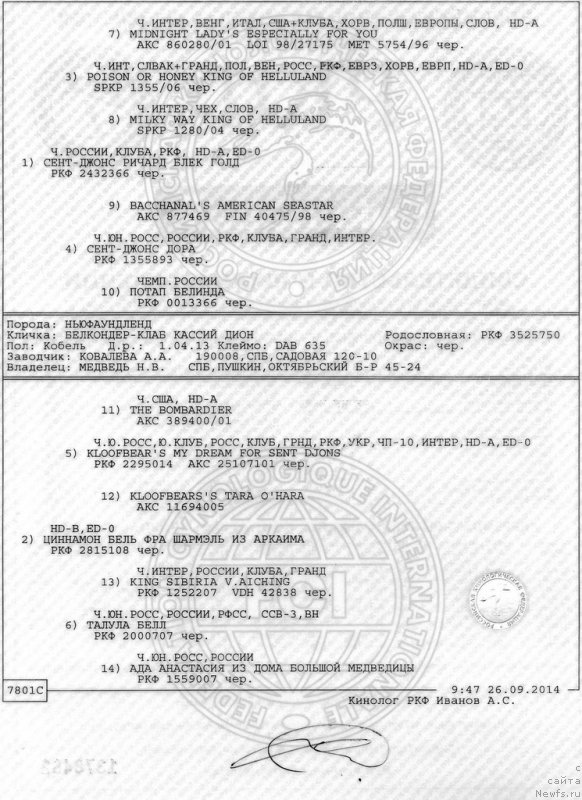 Фото: Наталья Медведь, ньюфаундленд Белкондер-Клаб Кассий Дион