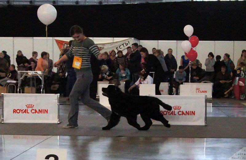 Фото: ньюфаундленд Аквиан Сонг Океаник Винд