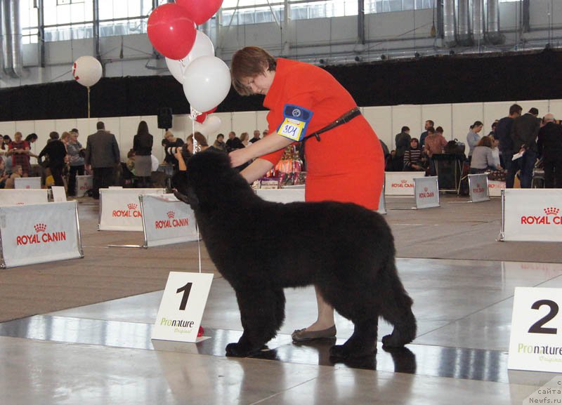 Фото: ньюфаундленд Акватория Келвин Юралз Грэйт (Aquatoriya Kelvin Yurals Great)