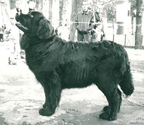 Фото: ньюфаундленд Чада Давольф