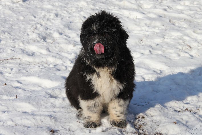 Фото: ньюфаундленд Бравада с Берега Дона (Bravada s Berega Dona)