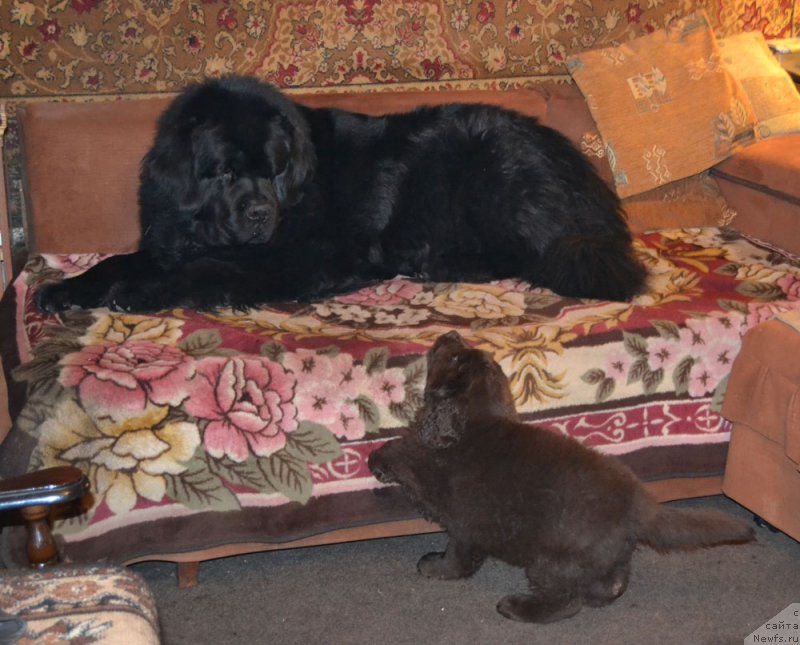 Фото: ньюфаундленд Нобл Кинг Май Лорд Симба, ньюфаундленд Zhdanny Syn Vialiki Miadzvedz