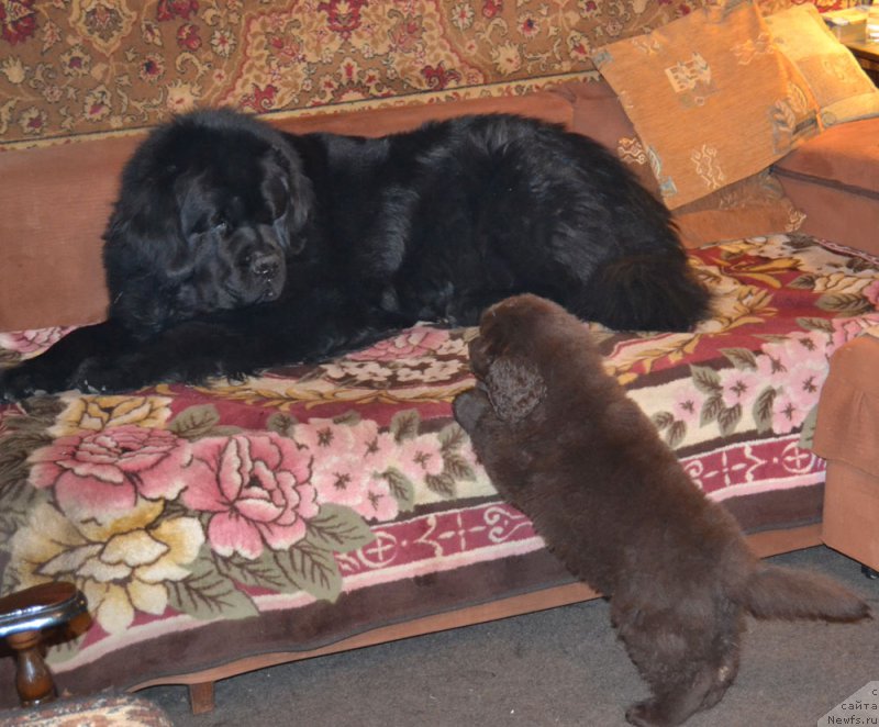 Фото: ньюфаундленд Нобл Кинг Май Лорд Симба, ньюфаундленд Zhdanny Syn Vialiki Miadzvedz