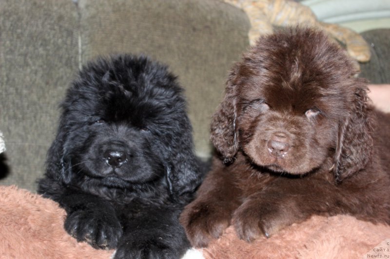 Фото: ньюфаундленд Нума Лайф Гард, ньюфаундленд Нэш Соллар Винд