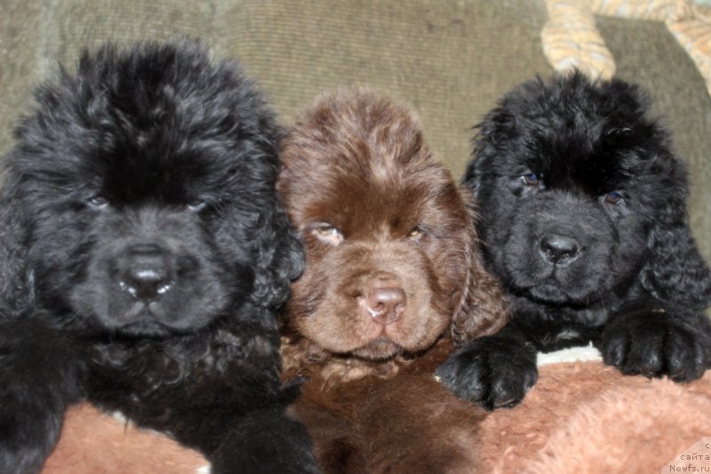 Фотография № 169634