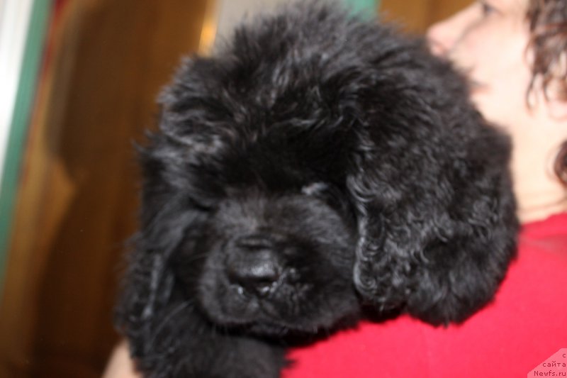 Фото: ньюфаундленд Нума Лайф Гард