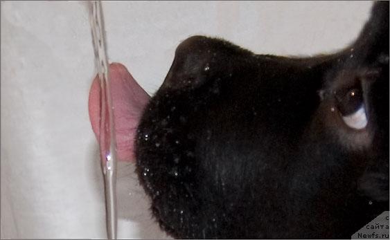 Фото: ньюфаундленд Супер Премиум Вашингтон