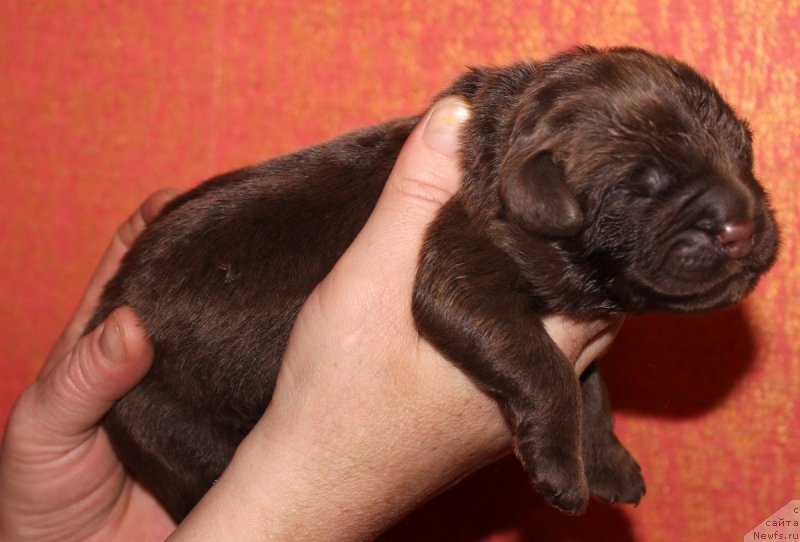 Фотография № 169650