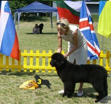Фото: ньюфаундленд Seabrooks Realized Bulgarian Dream