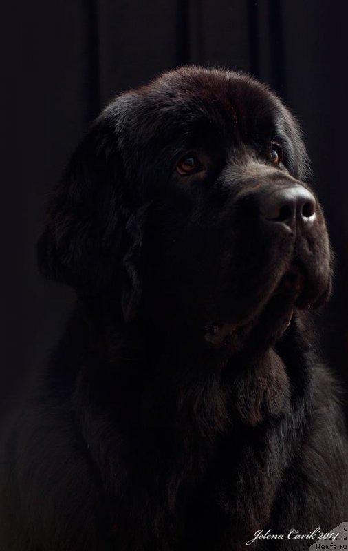 Фото: ньюфаундленд Черная Мафия Маубе Ше Вилл (Chernaya Mafia Maybe She Will)