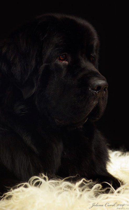 Фото: ньюфаундленд Черная Мафия Маубе Ше Вилл (Chernaya Mafia Maybe She Will)