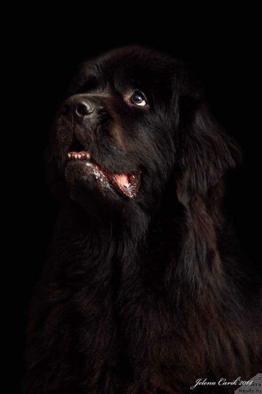 Фото: ньюфаундленд Fairweathers Rendition