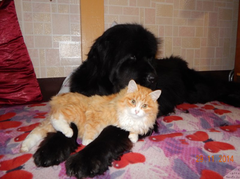 Фотография № 169702