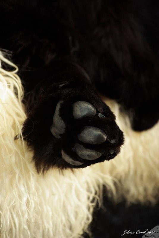 Фото: ньюфаундленд Черная Мафия Маубе Ше Вилл (Chernaya Mafia Maybe She Will)