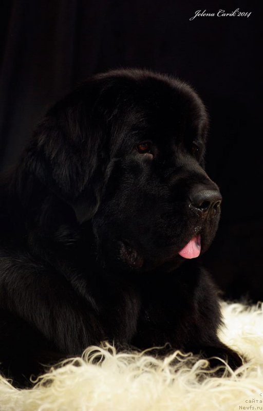 Фото: ньюфаундленд Черная Мафия Маубе Ше Вилл (Chernaya Mafia Maybe She Will)