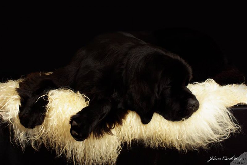 Фото: ньюфаундленд Черная Мафия Маубе Ше Вилл (Chernaya Mafia Maybe She Will)