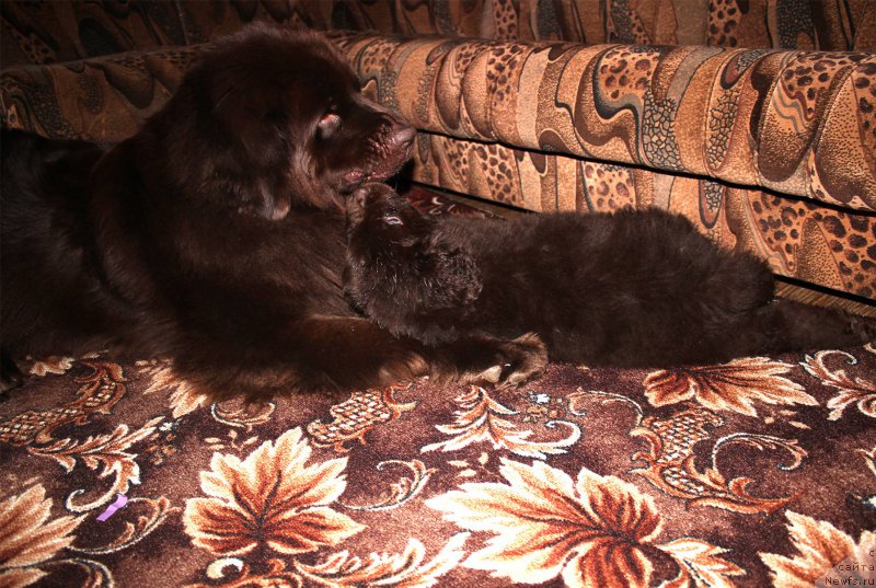 Фото: ньюфаундленд Наоми Таголири фор Браунблад (Naomi Tagoliri for Brouwnblood), ньюфаундленд Сверкающая Гора Машаме (Sverkayuzhaya Gora Mashame)