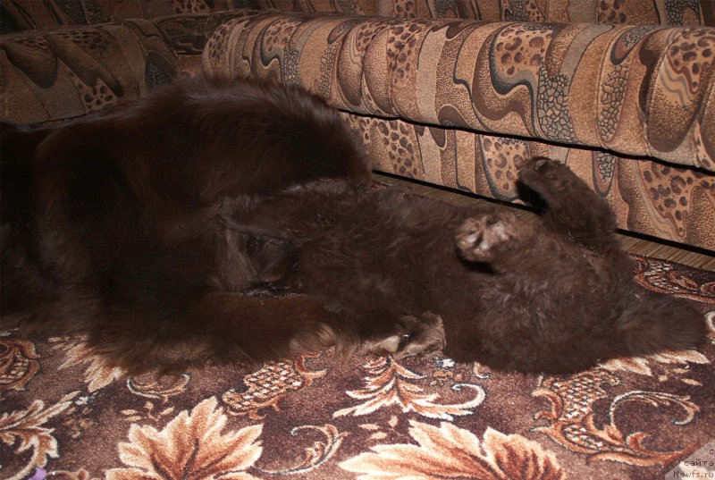 Фото: ньюфаундленд Сверкающая Гора Машаме (Sverkayuzhaya Gora Mashame), ньюфаундленд Наоми Таголири фор Браунблад (Naomi Tagoliri for Brouwnblood)
