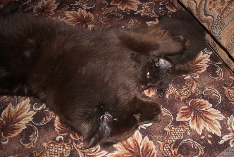Фото: ньюфаундленд Сверкающая Гора Машаме (Sverkayuzhaya Gora Mashame), ньюфаундленд Наоми Таголири фор Браунблад (Naomi Tagoliri for Brouwnblood)