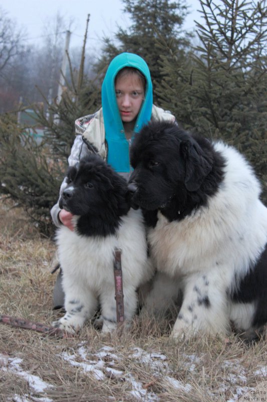 Фото: ньюфаундленд Callistos Blitzen