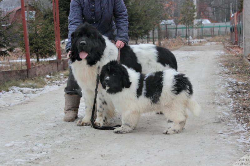 Фото: ньюфаундленд Callistos Blitzen