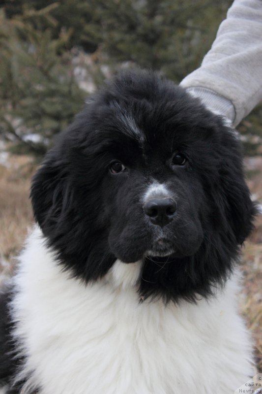 Фото: ньюфаундленд Callistos Blitzen