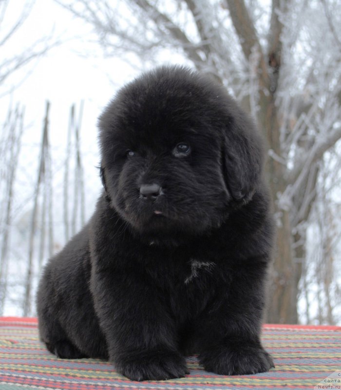 Фото: ньюфаундленд Моя Стихия Инфантум Куитми