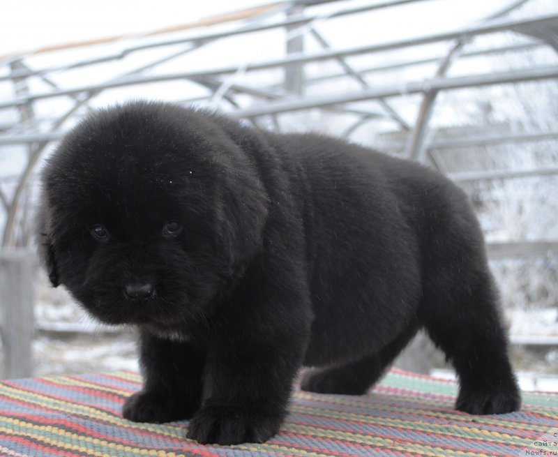 Фото: ньюфаундленд Моя Стихия Инфантум Куитми