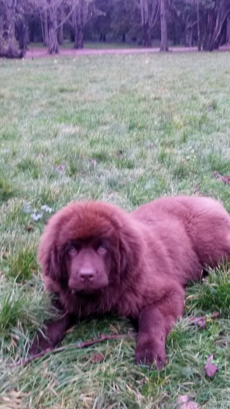 Фото: ньюфаундленд Браунблад МСК Хэппи Тедди (Brownblood MSK Happy Teddy)