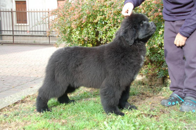 Фото: ньюфаундленд Бикоз Ай Эм Свеет фор Сеабрук (Because I'm Sweet for Seabrook)