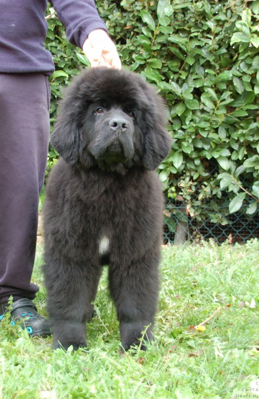 Фото: ньюфаундленд Блуминг Роуз (Blooming Rose)