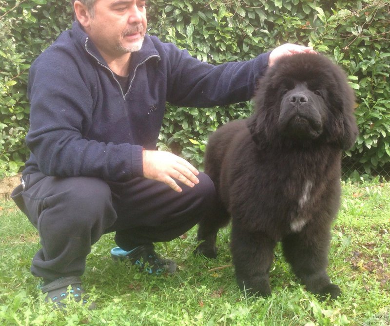 Фото: ньюфаундленд Бикоз Ай Эм Свеет фор Сеабрук (Because I'm Sweet for Seabrook)