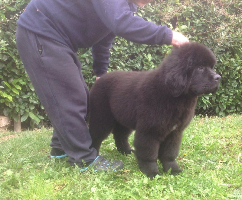 Фото: ньюфаундленд Блуминг Роуз (Blooming Rose)