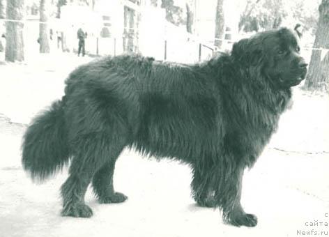 Фото: ньюфаундленд Шелли Мираж