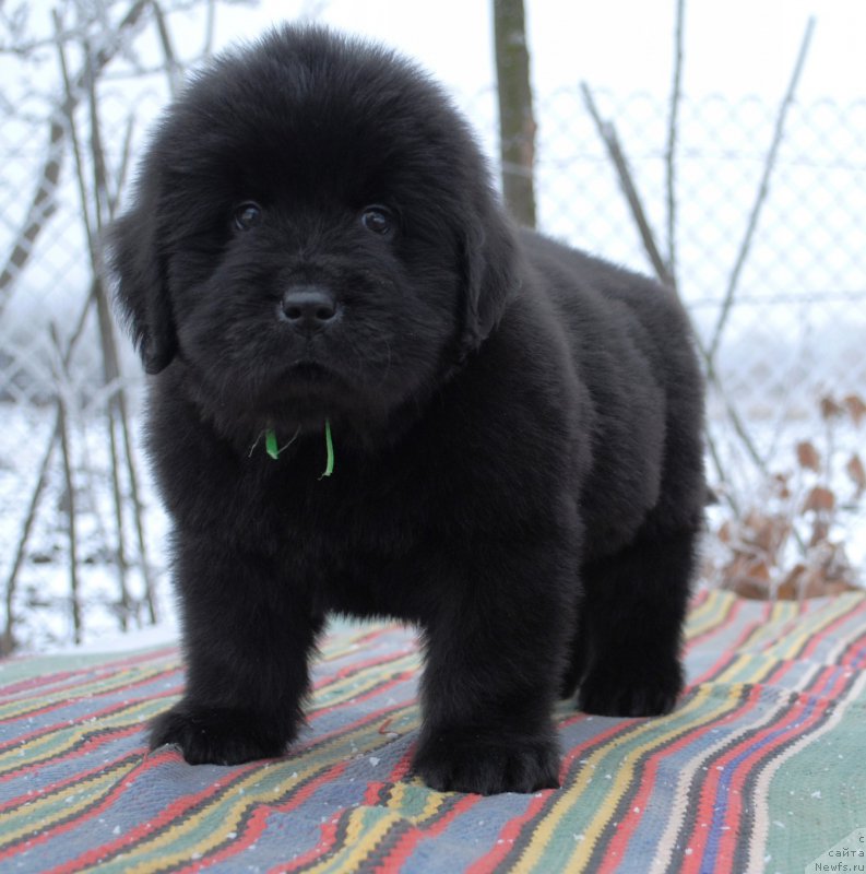 Фото: ньюфаундленд Моя Стихия Ирис Рой Девидсон