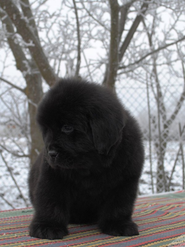 Фото: ньюфаундленд Моя Стихия Ирис Рой Девидсон