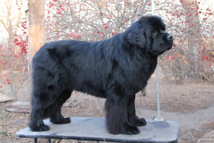 Фото: ньюфаундленд Супер Премиум Необыкновенный Наследник