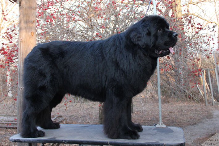 Фото: ньюфаундленд Супер Премиум Необыкновенный Наследник