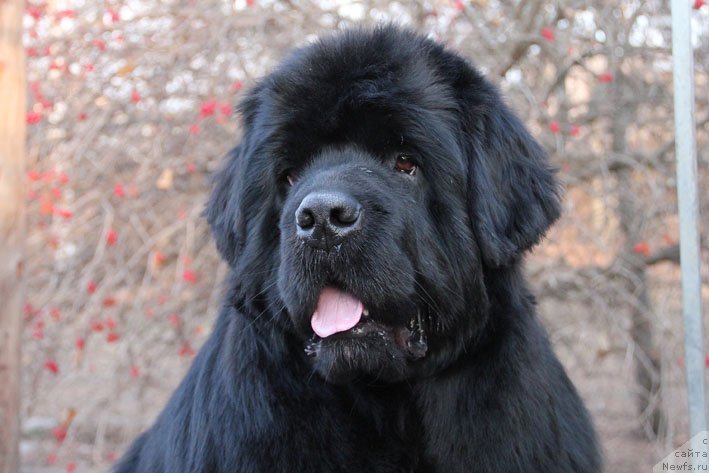 Фото: ньюфаундленд Супер Премиум Необыкновенный Наследник