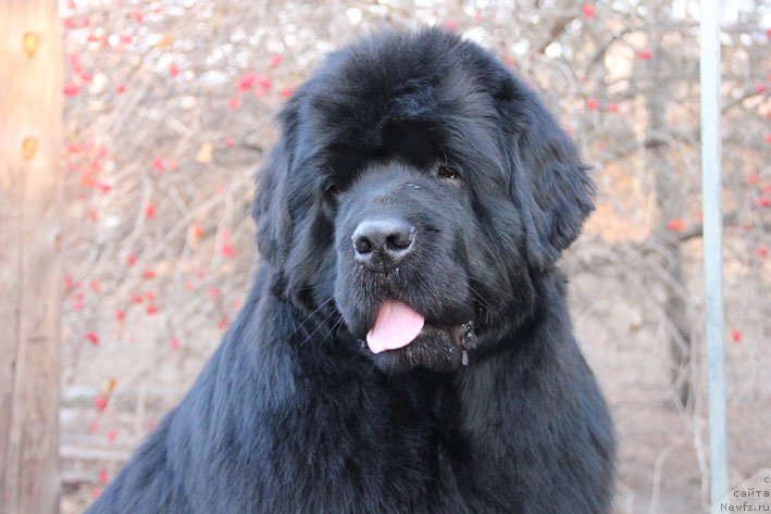 Фото: ньюфаундленд Супер Премиум Необыкновенный Наследник