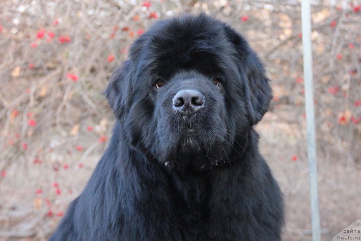 Фото: ньюфаундленд Супер Премиум Необыкновенный Наследник