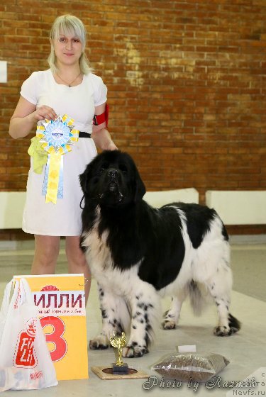 Фото: ньюфаундленд Плюшевая Панда Ферреро Ронд Нуар (Plushevaya Panda Ferrero Rond Noir)