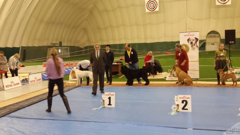 Фото: ньюфаундленд Черная Мафия Маттер оф Тиме (Chernaya Mafia Matter of Time)