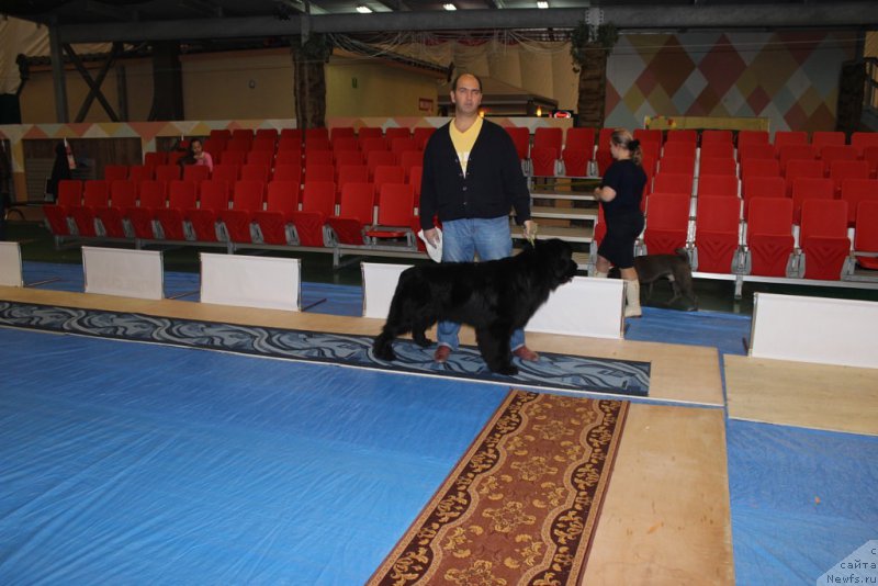 Фото: ньюфаундленд Черная Мафия Маттер оф Тиме (Chernaya Mafia Matter of Time)