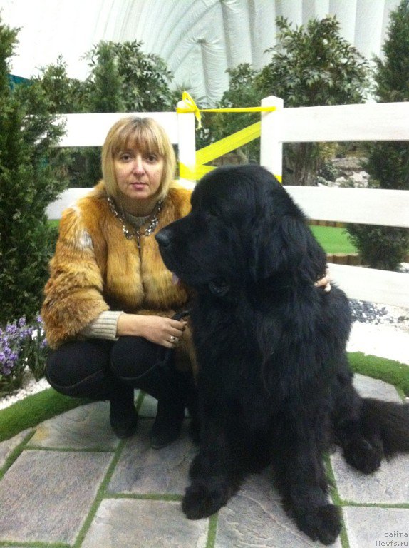 Фото: ньюфаундленд Черная Мафия Маттер оф Тиме (Chernaya Mafia Matter of Time), Виктория Хуриева