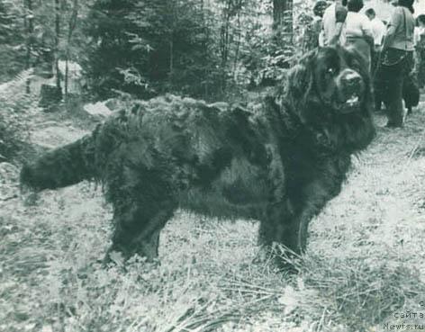 Фото: ньюфаундленд Шелли Мираж